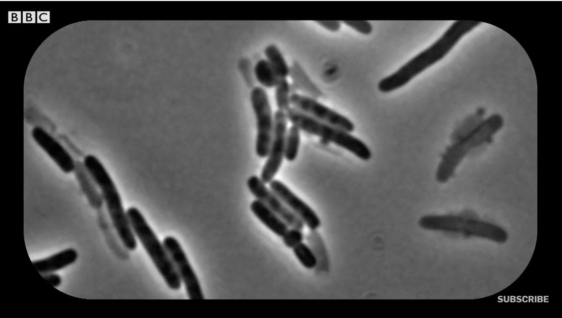 Bacteria vs Viruses - What's The Difference?