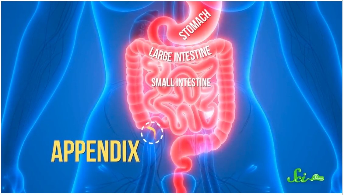 The Appendix Isn't Useless After All? (Gut Health)